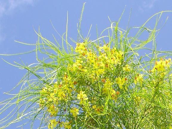   Does best in sandy or rocky slightly alkaline soil. Grows and blooms