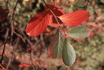 Black Chokeberry shrub 100 unrooted cuttings Hardy z3 9  