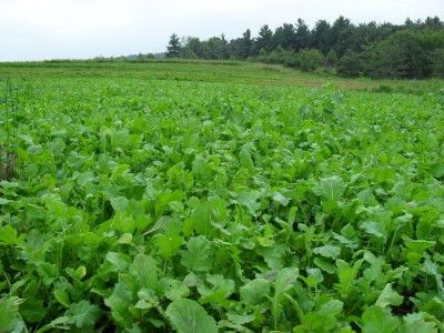 Great for DEER PLOTS Pasja Forage Turnip 5 LB Brassica  