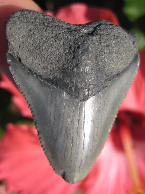   Megalodon Shark teeth fossils with confidence from the Tooth Sleuth