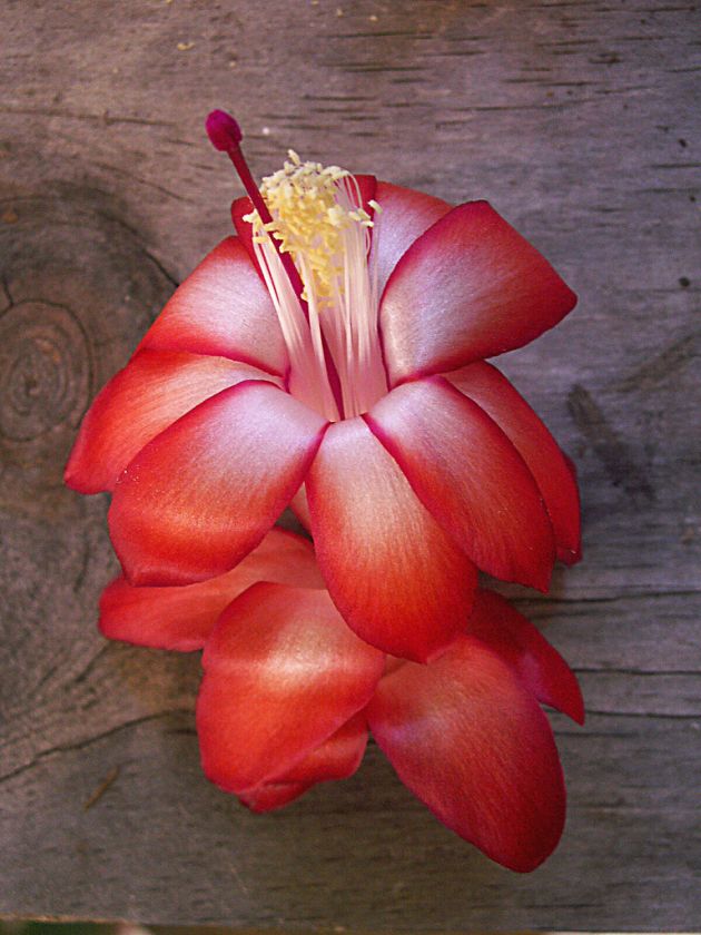   Different Color Christmas Cactus cutting(s) / Succulent /2 IDs  