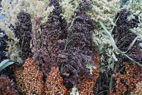 Beautiful~BLACK BROOM CORN~Seeds~~~~Shiny Black Beads  