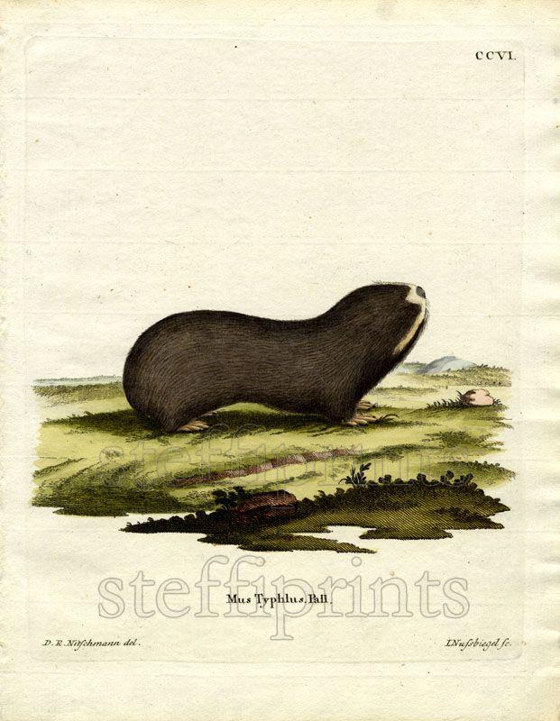 1775 SCHREBER HC ENGRAVING #206 Blind Mole Rat  