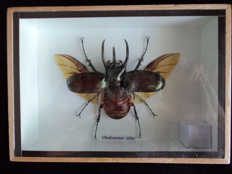 Real 3 Horned Chalcosoma Atlas Beetle Insect Taxidermy  