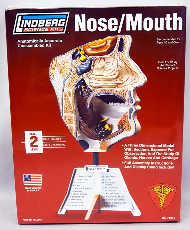 Nose Mouth Anatomically Accurate Science Kit 71310 NEW  