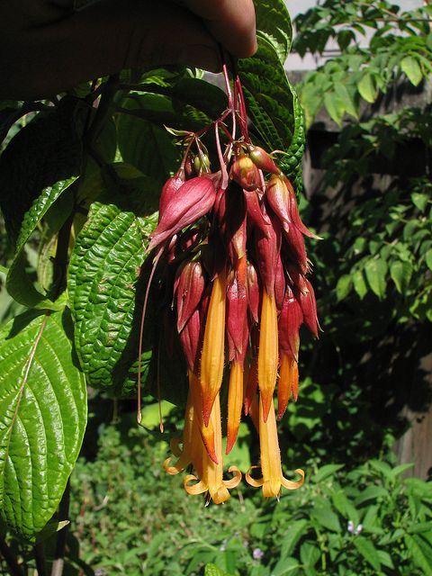 Deppea splendens V RARE CLONE Chandelier Flower SINGULAR BEAUTY 