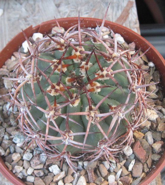 Denmoza rhodacantha Red Spines South Am Cactus 1  