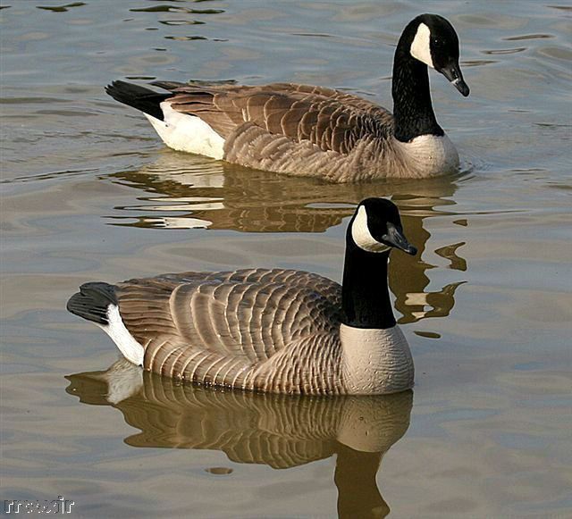 AVERY GREENHEAD GEAR PRO CANADA GOOSE FLOATER DECOYS 700905710850 