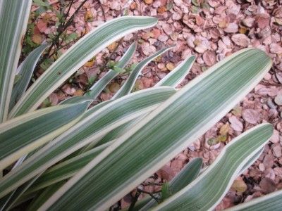 RARE  FULL SIZE VARIEGATED AGAPANTHUS LILY Must See 4 Clivia, Crinum 