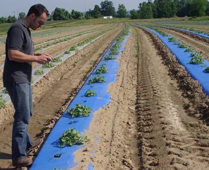 Blue Plastic Mulch 4 ft x 50 ft Watermelon Zucchini  